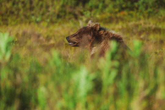 Wild Alaskan brown bear roaming the Alaska tundra. The grizzly bear territory runs along the Egegik river near Bristol Bay