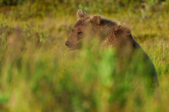 Wild Alaskan brown bear roaming the Alaska tundra. The grizzly bear territory runs along the Egegik river near Bristol Bay