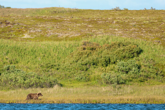 Wild Alaskan brown bear roaming the Alaska tundra. The grizzly bear territory runs along the Egegik river near Bristol Bay