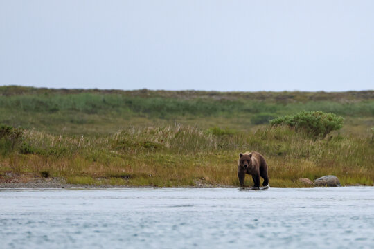 Wild Alaskan brown bear roaming the Alaska tundra. The grizzly bear territory runs along the Egegik river near Bristol Bay