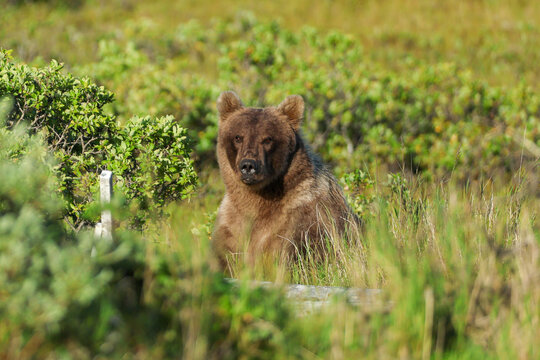 Wild Alaskan brown bear roaming the Alaska tundra. The grizzly bear territory runs along the Egegik river near Bristol Bay