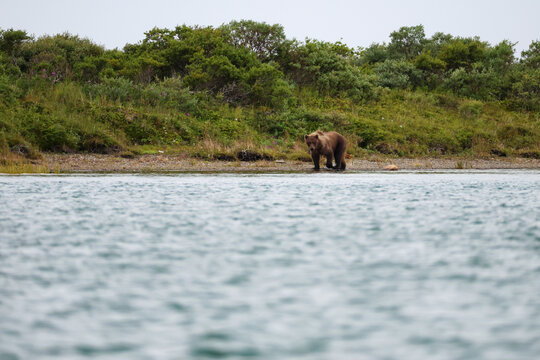 Wild Alaskan brown bear roaming the Alaska tundra. The grizzly bear territory runs along the Egegik river near Bristol Bay