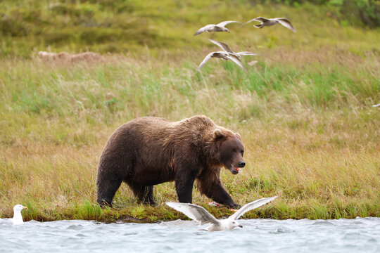 Wild Alaskan brown bear roaming the Alaska tundra on the Egegik river. The grizzly is surrounded by seagulls.