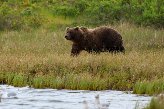 Wild Alaskan brown bear roaming the Alaska tundra. The grizzly bear territory runs along the Egegik river near Bristol Bay