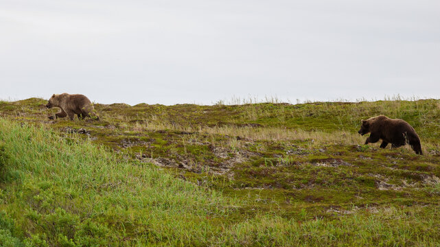 Two wild Alaskan brown bears running the Alaska tundra. The grizzly bear territory runs along the Egegik river near Bristol Bay