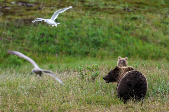 Two wild  Alaskan brown bears roaming the Alaska tundra. The grizzly bear territory runs along the Egegik river near Bristol Bay