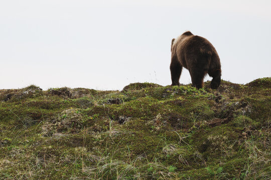 Wild Alaskan brown bear roaming the Alaska tundra on top of a grassy hill. .