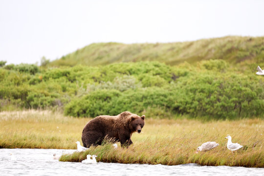 Wild Alaskan brown bear roaming the Alaska tundra surrounded by seagulls.