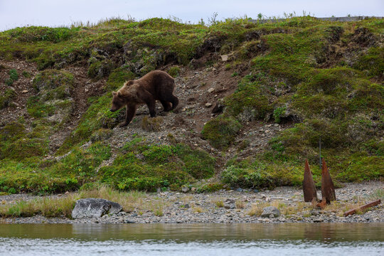Wild Alaskan brown bear roaming the Alaska tundra. The grizzly bear territory runs along the Egegik river near Bristol Bay