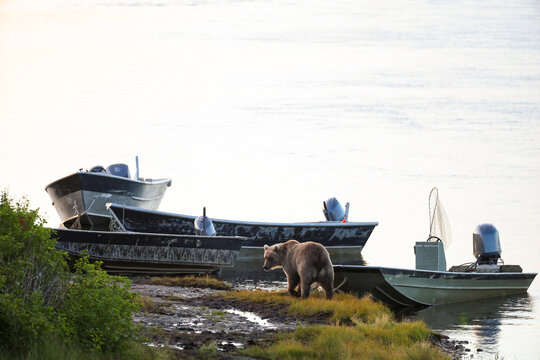 Wild Alaskan brown bear roaming the Alaska tundra. The grizzly bear territory runs along the Egegik river near Bristol Bay