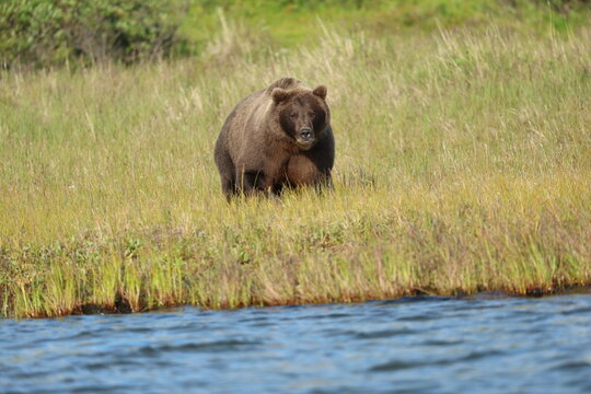Wild Alaskan brown bear roaming the Alaska tundra. The grizzly bear territory runs along the Egegik river near Bristol Bay