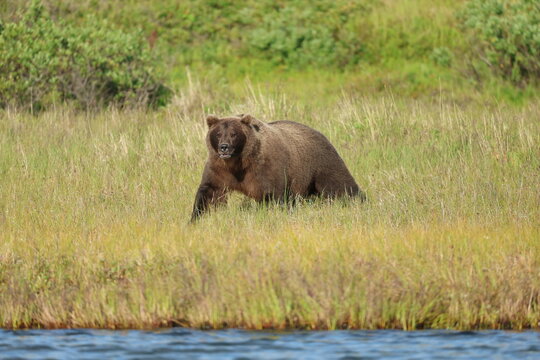 Wild Alaskan brown bear roaming the Alaska tundra. The grizzly bear territory runs along the Egegik river near Bristol Bay