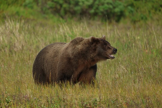 Wild Alaskan brown bear roaming the Alaska tundra. The grizzly bear territory runs along the Egegik river near Bristol Bay