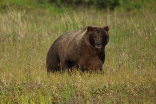 Wild Alaskan brown bear roaming the Alaska tundra. The grizzly bear territory runs along the Egegik river near Bristol Bay