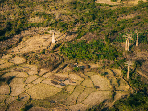 Aerial view of the iconic baobab trees standing in the dry fields of the Avenue of the Baobabs, with surrounding agricultural plots and lush vegetation in Morondava, Menabe, Madagascar.