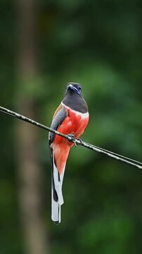 Beautiful Scarlet Minivet bird perched on a wire