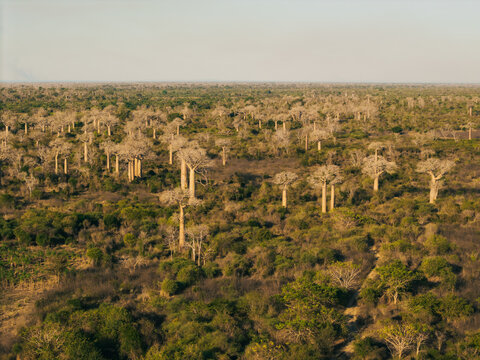 Aerial view of the iconic baobab trees scattered across the lush, dry landscape of the Menabe region in Morondava, Madagascar.