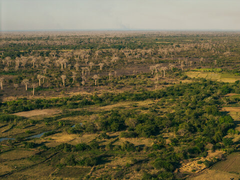 Aerial view of the iconic baobab trees scattered across the dry landscape with patches of green vegetation and rural fields in Morondava, Menabe, Madagascar.