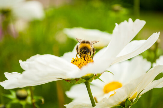 Nature background. A bumblebee resting on the yellow center of a white garden cosmos flower