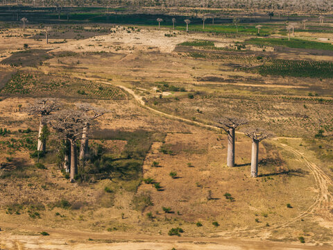 Aerial view of the iconic Avenue of the Baobabs featuring massive ancient trees scattered across the dry, golden landscape with dirt paths in Morondava, Menabe, Madagascar.