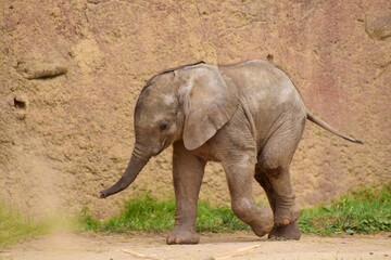 Fototapeta premium Close Up of a Baby Elephant
