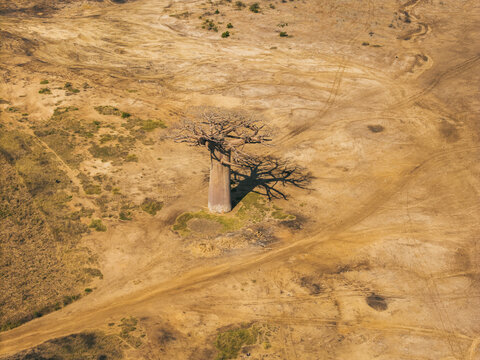 Aerial view of a solitary baobab tree standing in the arid landscape with dry earth and dirt tracks in Morondava, Menabe, Madagascar.