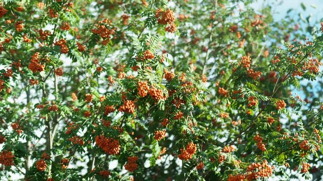 Bunches of orange rowan berries grow on a bush among the leaves