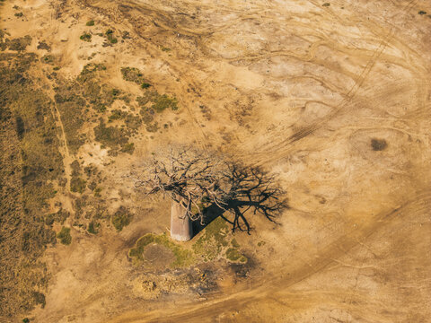 Aerial view of a solitary baobab tree standing in a vast, arid landscape with intricate tire tracks etched into the dry earth in Morondava, Menabe, Madagascar.