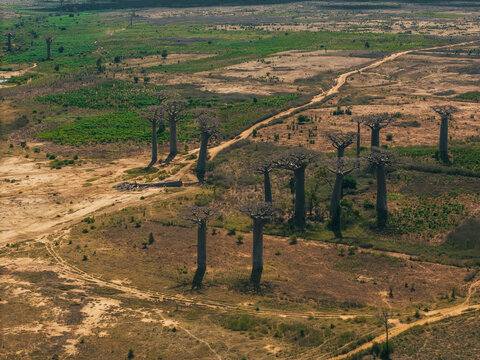 Aerial view of the iconic Avenue of the Baobabs with its towering ancient trees set against a dry, rugged landscape and winding dirt paths in Morondava, Menabe, Madagascar.