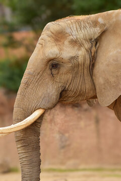 Close Up of an Elephant
