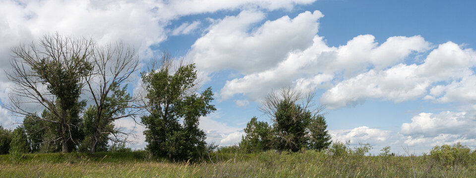 Open Prairie Landscape Under Dramatic Summer Clouds with Windblown Grass and Scattered Trees