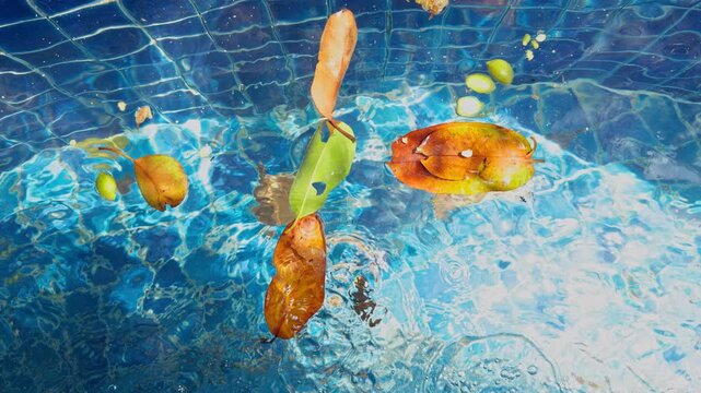Autumn Leaves Drift Across Clear Blue Tiled Pool Water in a Top Down View, Creating a Serene Seasonal Nature Background