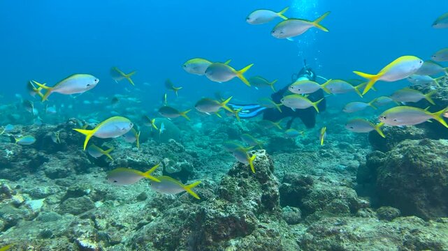 Close-up of a school of yellowtail fish swimming underwater. In the background, silhouettes of diver. Seabed exploration, marine ecosystem. Underwater world and the life of its inhabitants. Diving. 4K
