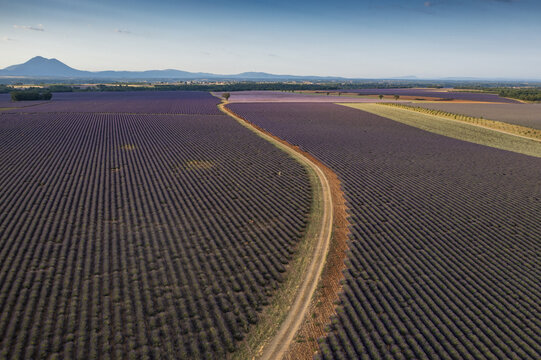 Aerial view of vast blooming lavender fields in Valensole, Provence-Alpes-Cote d'Azur, France.