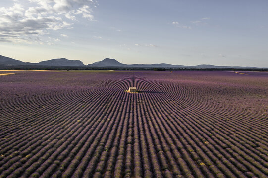 Aerial view of vast lavender fields in full bloom with a small stone hut in the center under a soft sky in Valensole, Provence-Alpes-Cote d'Azur, France.