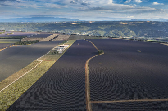 Aerial view of the vast lavender fields in Valensole, Provence-Alpes-Cote d'Azur, France.