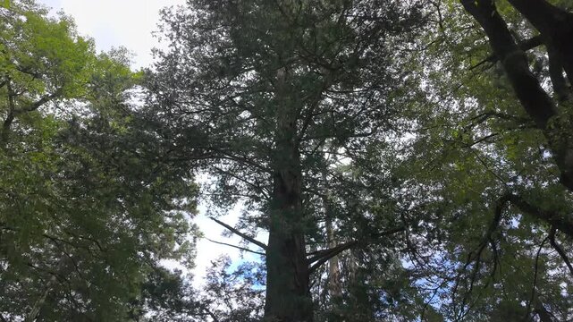 Tilt up shot of a giant sacred cedar tree at Nasu Shrine, Japan (Japanese text on the wooden signboard explains the history of this sacred tree)