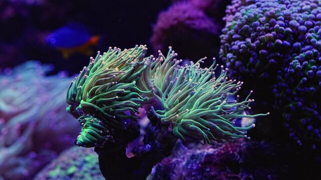 Euphyllia glabrescens polyp move tentacle in laminar flow, Euphyllia divisa soft coral colony on frag plug live rock in reef marine aquarium, LED actinic light, beginner aquafarming hobby, relax mood