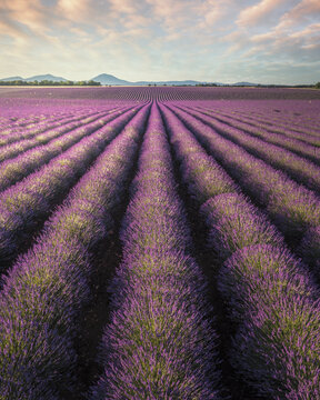 Aerial view of vibrant purple lavender fields in full bloom stretching towards the horizon under a soft sunset sky in Valensole, Provence-Alpes-Cote d'Azur, France.