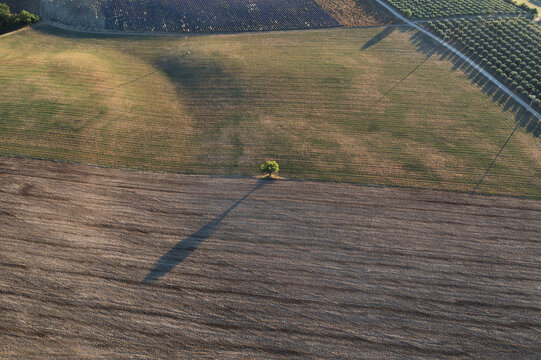 Aerial view of a solitary tree casting a long shadow across the harvested fields in Valensole, Provence-Alpes-Cote d'Azur, France.