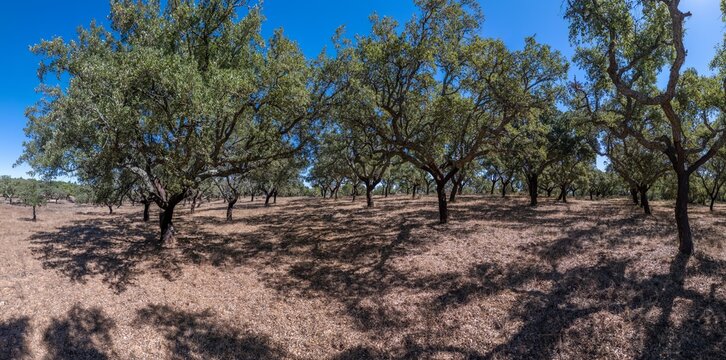 Aerial view of a cork oak tree forest with characteristic dark trunks and lush green canopies casting long shadows on the dry ground in Alentejo, Portugal.