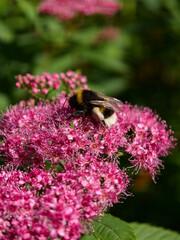 Bumblebee collecting nectar from pink spiraea flowers with blooming plant © IMRAN_IM33