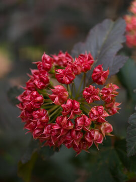 Cluster of dark red ninebark flower buds blooming in spring with red flowers
