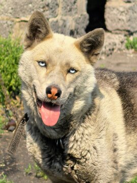 Close-up portrait of a happy fluffy dog with blue eyes dog face domestic anima