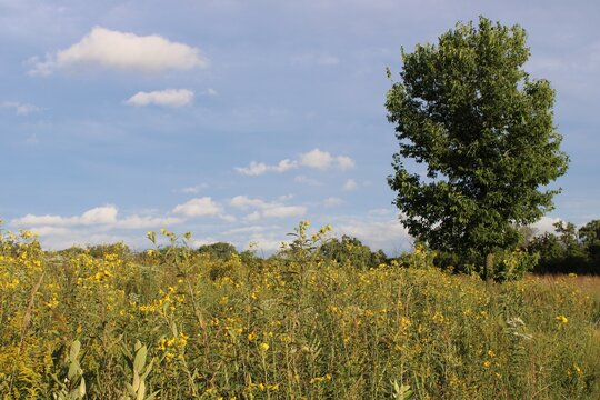 Yellow wildflowers in front of a single common hackberry tree at Linne Woods in Morton Grove, Illinois