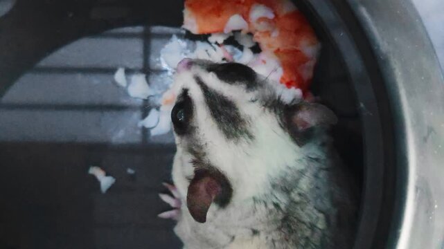 A close-up sugar glider with large dark eyes and striped grey-white fur looks upward from inside a cage