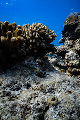 Hawksbill sea turtle resting on coral reef underneath table coral in ocean. © PIPE DIVE UNDERWATER