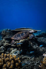 Hawksbill sea turtle resting on coral reef underneath table coral in ocean. © PIPE DIVE UNDERWATER