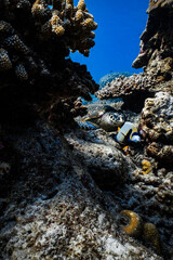 Hawksbill sea turtle resting on coral reef underneath table coral in ocean. © PIPE DIVE UNDERWATER