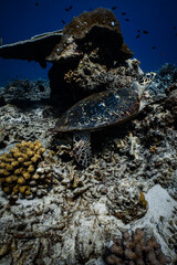 Hawksbill sea turtle resting on coral reef underneath table coral in ocean. © PIPE DIVE UNDERWATER